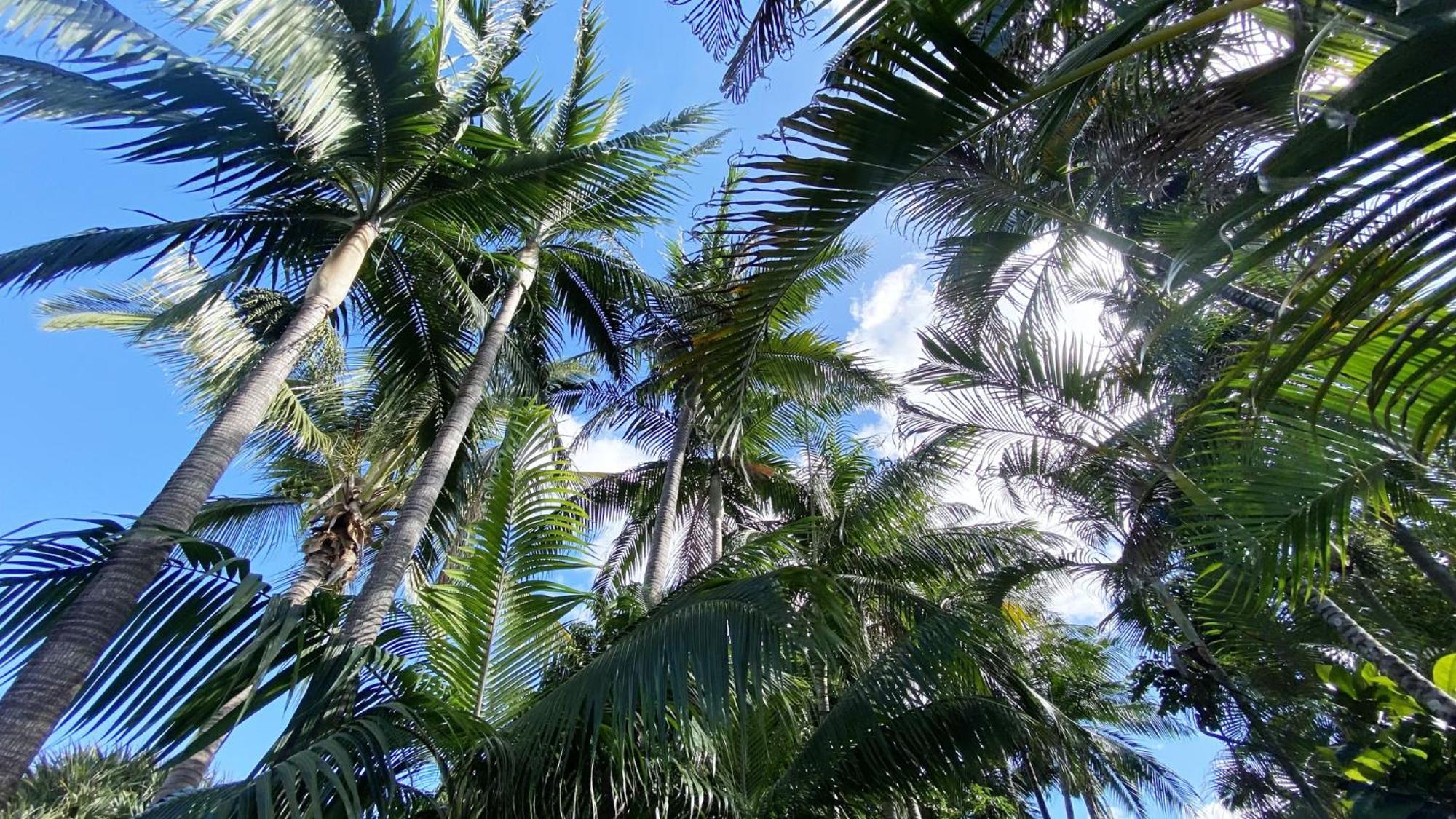 Coliver - Coliving A La Reunion Saint Pierre Buitenkant foto