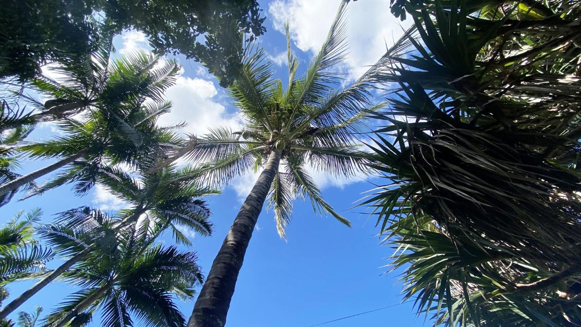 Coliver - Coliving A La Reunion Saint Pierre Buitenkant foto
